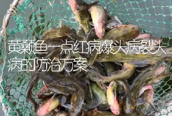 黄颡鱼一点红病爆头病裂头病的防治方案