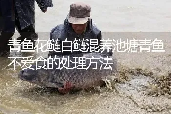 青鱼花鲢白鲢混养池塘青鱼不爱食的处理方法