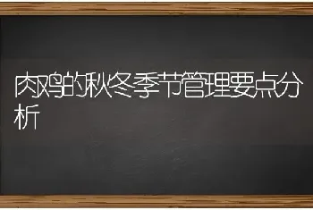 肉鸡的秋冬季节管理要点分析