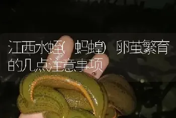 江西水蛭(蚂蝗)卵茧繁育的几点注意事项