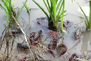 探讨湖北地区处理淡水小龙虾死亡的方法