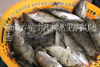 鳜鱼养殖中几种常见病的防治