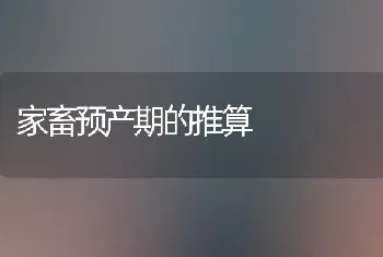 家畜预产期的推算