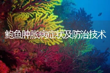 鲍鱼肿胀病症状及防治技术