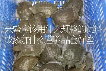 亲鳖应该用什么规格的饲料或添加什么营养品会好些