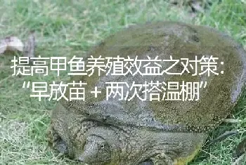 提高甲鱼养殖效益之对策：“早放苗＋两次搭温棚”