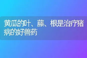 黄瓜的叶、藤、根是治疗猪病的好兽药