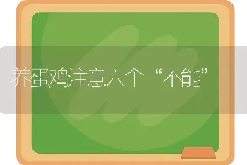 养蛋鸡注意六个“不能”