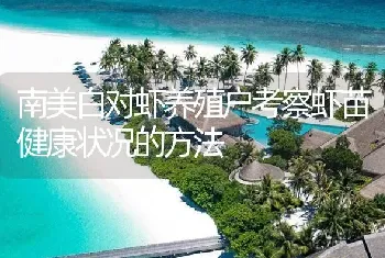 南美白对虾养殖户考察虾苗健康状况的方法