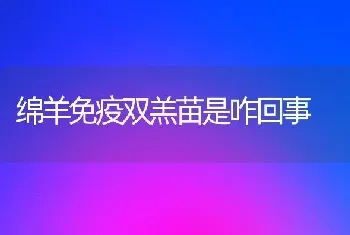 绵羊免疫双羔苗是咋回事