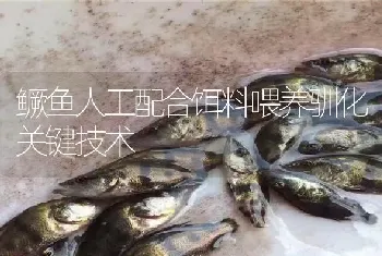 鳜鱼人工配合饵料喂养驯化关键技术