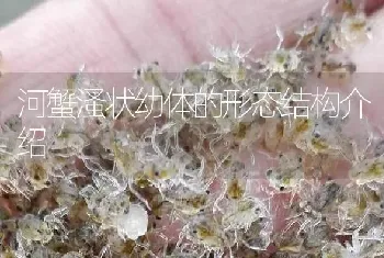 河蟹溞状幼体的形态结构介绍