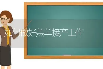 如何做好羔羊接产工作