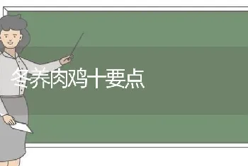 冬养肉鸡十要点