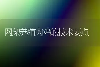 网架养殖肉鸡的技术要点