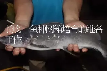 长吻鮠鱼种网箱培育的准备工作