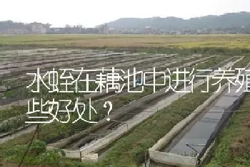 水蛭在藕池中进行养殖有哪些好处?