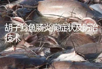 胡子鲶鱼肠炎病症状及防治技术