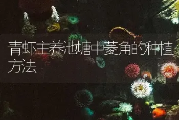 青虾主养池塘中菱角的种植方法