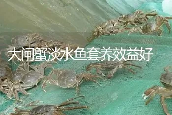 大闸蟹淡水鱼套养效益好