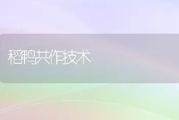 稻鸭共作技术