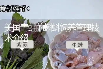 美国青蛙的蝌蚪饲养管理技术介绍