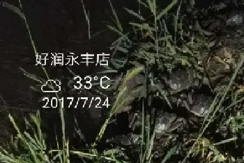 高温持续,螃蟹上边上草上岸后的池塘管理要点