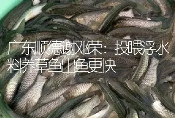 广东顺德谢邓荣：投喂浮水料养草鱼出鱼更快