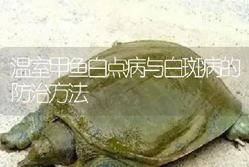 温室甲鱼白点病与白斑病的防治方法