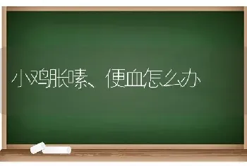 小鸡胀嗉、便血怎么办