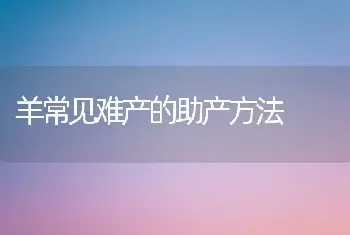 羊常见难产的助产方法