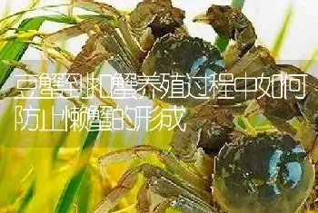 豆蟹到扣蟹养殖过程中如何防止懒蟹的形成