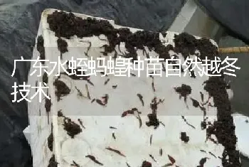 广东水蛭蚂蝗种苗自然越冬技术