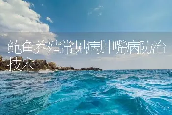 鲍鱼养殖常见病肿嘴病防治技术