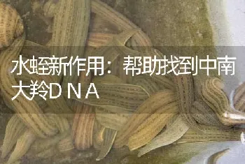 水蛭新作用：帮助找到中南大羚DNA