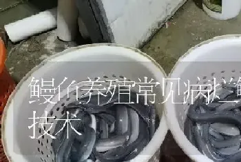 鳗鱼养殖常见病烂鳃病防治技术