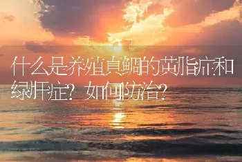 什么是养殖真鲷的黄脂症和绿肝症?如何防治?