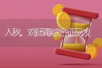 入秋,鸡肠毒综合征易发