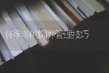 怀孕羊的饲养管理技巧