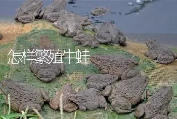 怎样繁殖牛蛙