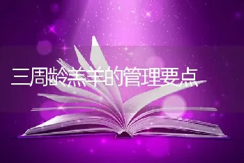 三周龄羔羊的管理要点