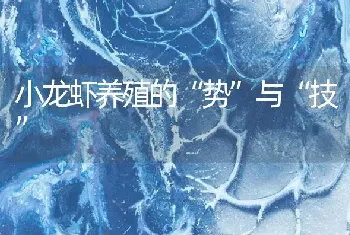 小龙虾养殖的“势”与“技”