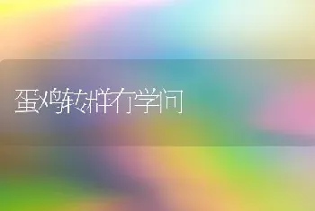 蛋鸡转群有学问