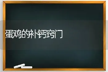 蛋鸡的补钙窍门