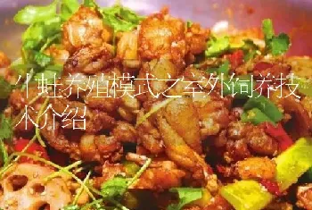 牛蛙养殖模式之室外饲养技术介绍