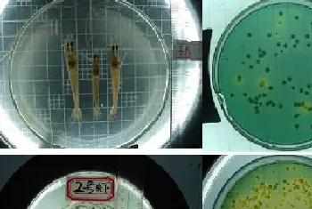 弧菌的检测以及不同弧菌引发疾病的应对