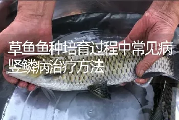 草鱼鱼种培育过程中常见病竖鳞病治疗方法