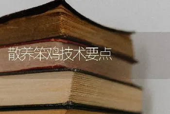 散养笨鸡技术要点