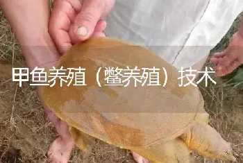 甲鱼养殖(鳖养殖)技术