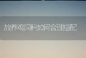 放养鸡饲料如何合理搭配